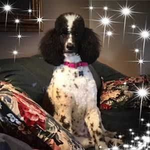 Meet your Posher, Linda